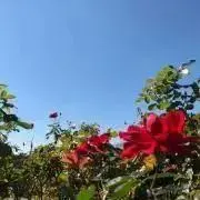 Ryomin⭐︎さま専用グラティエ、AVOLOGI ENEOTOTALE 美顔器 - メルカリ