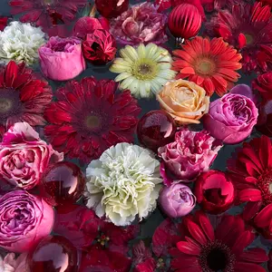 フラメンコ衣装 イベリア 3段フリルペチコート アイボリー 未使用品