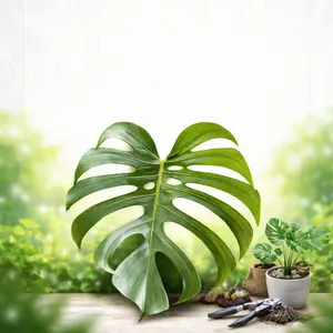 モンステラ デリシオーサ スケルトン 根上がり - メルカリ