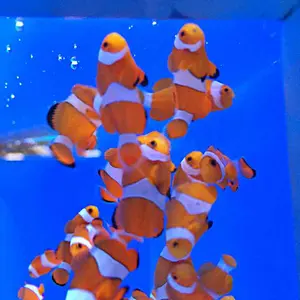 SHIMANO OCEA シマノ オシア トリックベイト 14個セット - メルカリ