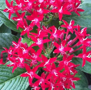 アガベ トランカータ錦 トリカラー ① 斑入り 墨斑 淡斑 - メルカリ