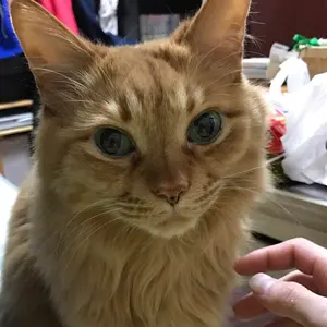 hiro
