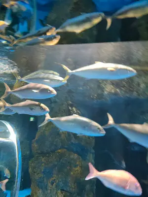 gjiig7◎即購入OK