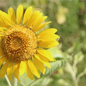 優希 【1日〜２日で発送、心がけ。】
