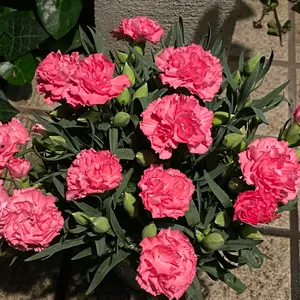 12/31のみお値下げ中シンクビー水玉模様のハンドバッグ - メルカリ