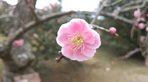 専用】コグニス『認知』オーストラリアンブッシュ フラワーエッセンス