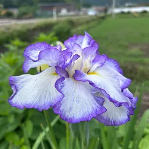 雪白柳葉友禅菊 抜き苗 5株 - メルカリ