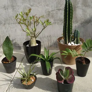 ドラセナ ゴルディアナ　鉢ごと発送 ドラセナ ゴルディアナ 鉢ごと発送 観葉植物