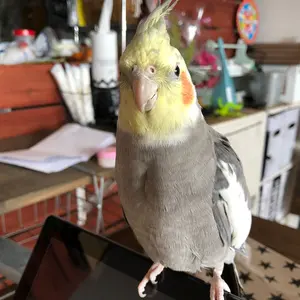 新参者（プロフ読んでください）