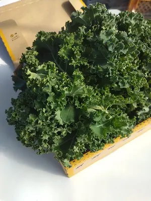 お得激安価格◆日本人魂◆美品、宮本武蔵◆養子の息子　伊織　 居合道谷口先生の著書 お得激安価格◇日本人魂◇美品、宮本武蔵◇養子の息子 伊織 居合