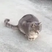 予言のイザナイコットン プレイマット スリーブ デュエマファン