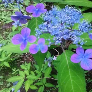 C*C様 ネオジオ※箱説のみ※ - メルカリ
