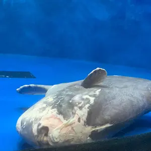 ラブライブ 蓮ノ空 セガラッキーくじ 百生吟子 セット - メルカリ