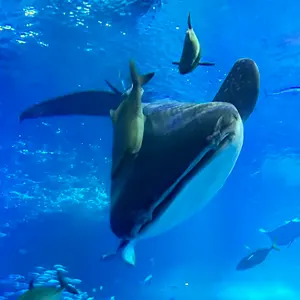 水没/Submerge 2枚セット 英語版 MTG - メルカリ