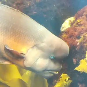 志野茶碗加藤勝之‐ Mercari 日本最大二手網購平台