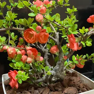 ブセファランドラ アカンサ ウンティコン bucephalandra - メルカリ