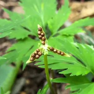 vintage】ドイツ スイス地方 ネイビーに小花柄 チロルワンピース