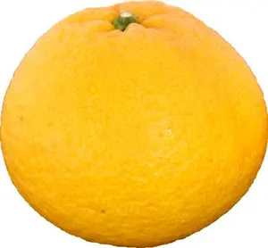 試着のみ美品✨️36サイズステラマッカートニートレースチェルシーブーツ　黒 試着のみ美品✨️36サイズステラマッカートニートレースチェルシー