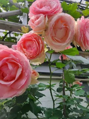 the barnnet背中空きベロアトップス the barnnet背中空きベロアトップス - メルカリ