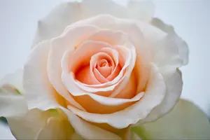 Cattleya様 ご確認用 - メルカリ