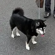 Queen A Night at the Odeon スーパーデラックスボックス - メルカリ