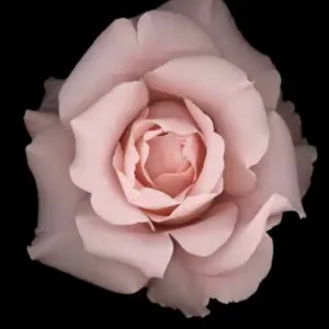 ♡♡ Nico ♡♡でございます　　　モアサナイト にゃんにゃーーーん ‎ꧦ𐅁𐀸𐋠𛰙᭜᭜✩🎀 ⁡ ⁡ 11年ぶりの