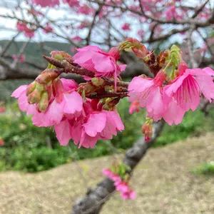 無農薬 安曇野産わさび中サイズ 200g - メルカリ