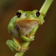 箱いっぱい　平凡なワラビの根　わらび根っこ　苗 わらびの根っこ ワラビ 苗 - メルカリ