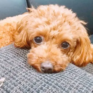 6号機バーサスリヴァイズ実機 データカウンター付き - メルカリ