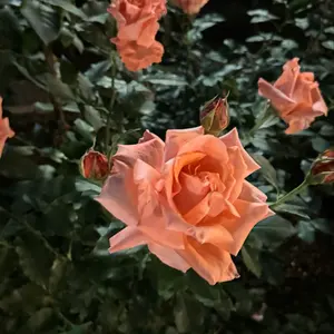 old stussy ステューシー　マウンテンパーカー　ネイビー　古着　厚肉 Old stussy マウンテンパーカー