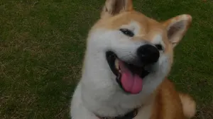 Drais ROAD rx1.0 hand build Disk ホイール前後 - メルカリ