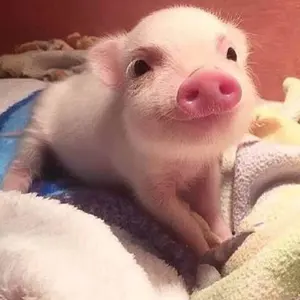 矢澤宏太 北海道日本ハムファイターズ サイン入りキャップ 47 - メルカリ