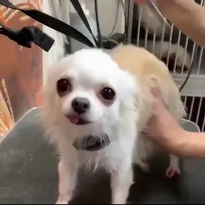 にこるんりん