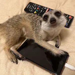 希少カラー/極美品✨ムッシュニコル ライダース ジャケット 48