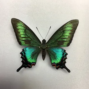 蝶標本 北海道産オオイチモンジ♂6頭 三角紙標本 ⭐️採集品⭐️道東産