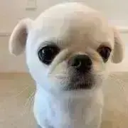 BTSジョングク着用 Acne studios ボンバージャケット MA1 - メルカリ