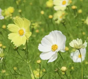 専用99 YOKOHAMA 155/65R13 2023年製 ラパン ノーマル 専用99 YOKOHAMA 155/65R13 2023年製 ラパン ノーマル - メルカリ