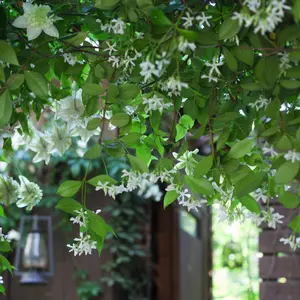 ☆ 長襦袢 単衣 菊の花 紅葉 雲取り 半衿付 トールサイズ J-381 - メルカリ