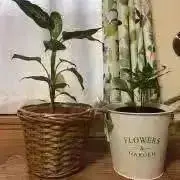 【新品/タグ付き】モガ ソアコティオーガンジーモックネックブラウス グレー 新品/タグ付き】モガ ソアコティオーガンジーモックネックブラウス