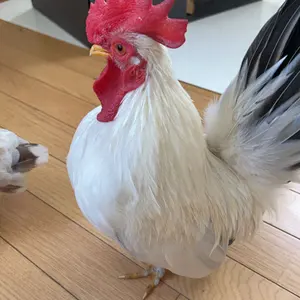 北海道産 ヤドリギ 親木付き ミスルトウ オレンジ色の実 ⑬ - メルカリ