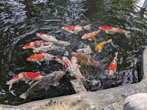 きのこ