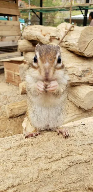 G*フ様 シャネル ビューティー ノベルティ トートバッグ 千鳥格子柄