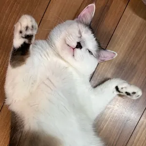 ジャーナルスタンダードラックス ムラダックスタンドカラーブルゾン