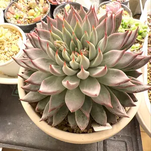 子持ち蓮華錦 鏡花 抜き苗 - メルカリ