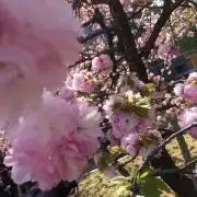 匿名配送1580】iPhoneSE2 128GB - メルカリ