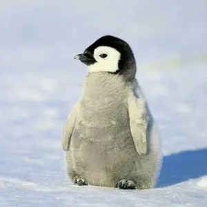 ヴァイスシュヴァルツ 小日向未来 spサイン わたしたちの絶唱