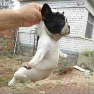 希少 早い者勝ち ビオラ すみれ図鑑 2ポット 紫と黄色 - メルカリ