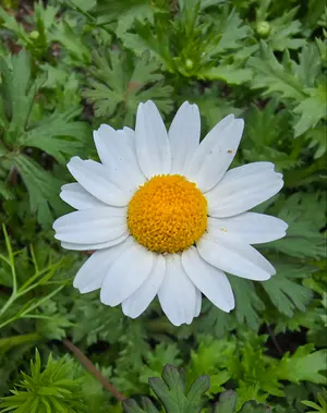 フェイラー ホワイトマーガレット ハンカチ&ポーチ(財布) - メルカリ