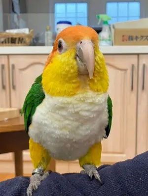 ちぃ子様専用【タオル生地】バードテント＊モーヴピンク - メルカリ