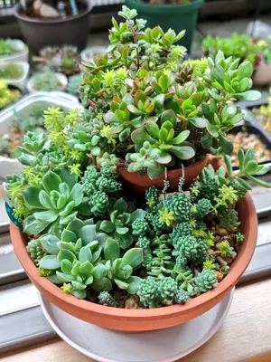 多肉植物 セダム カット苗 詰め合わせ - メルカリ